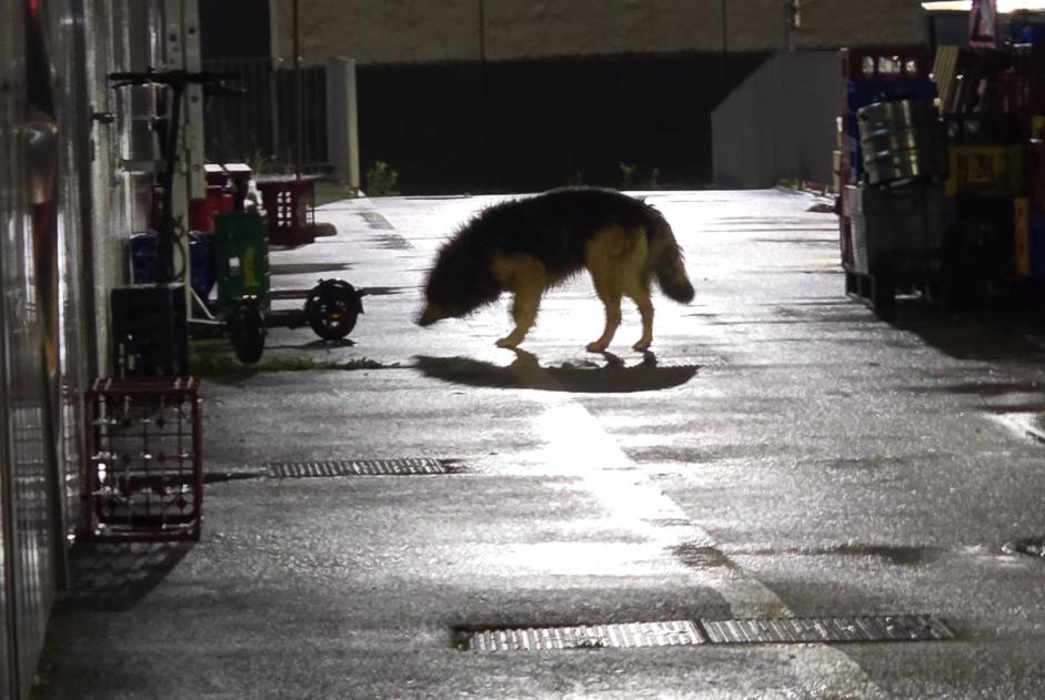 Fundmeldung Hund rassenmischung Unbekannt Archamps Frankreich