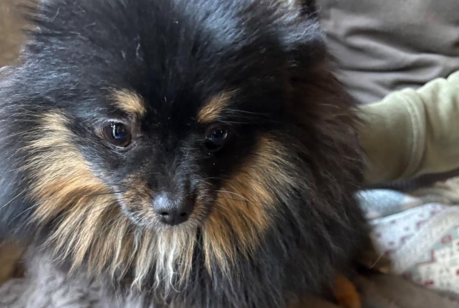 Fundmeldung Hund  Weiblich Châtelet Belgien