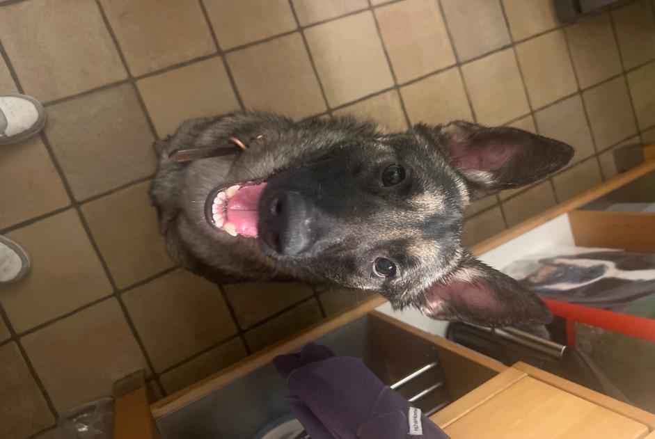 Fundmeldung Hund Weiblich Châtelet Belgien Fundmeldung Hund Weiblich Châtelet Belgien