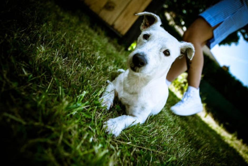 Vermisstmeldung Hund  Weiblich , 7 jahre Mons Belgien