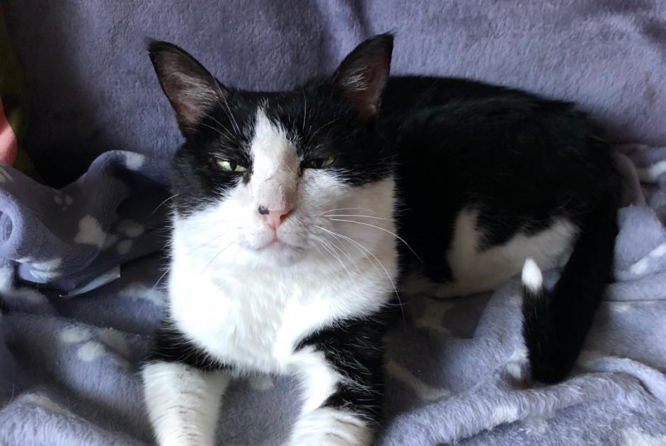 Vermisstmeldung Katze  Männliche , 6 jahre Martigny Schweiz