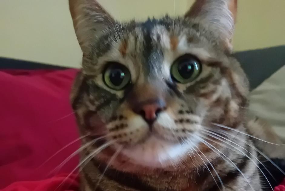 Vermisstmeldung Katze Weiblich , 7 jahre Saint-Gingolph Schweiz