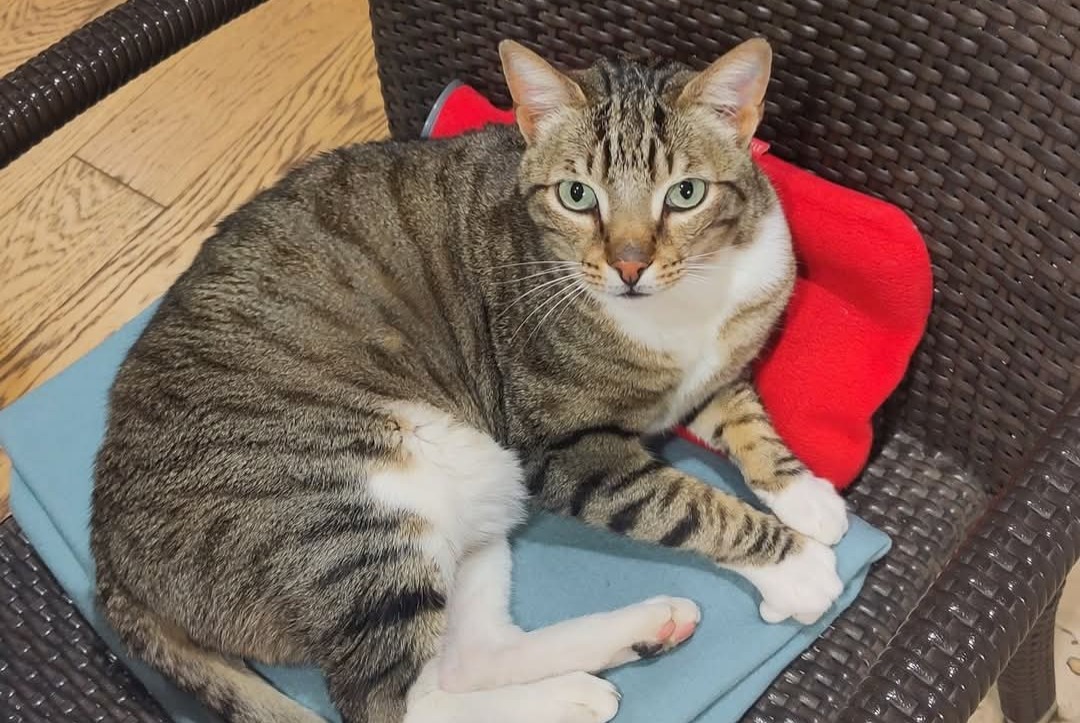 Vermisstmeldung Katze Männliche , 5 jahre Ferney-Voltaire Frankreich
