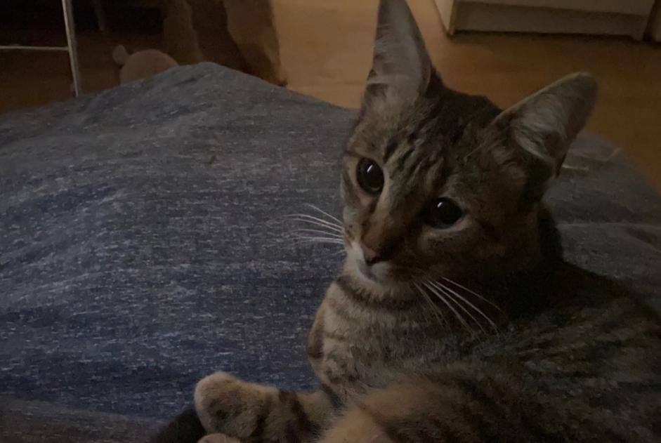Vermisstmeldung Katze  Männliche , 2 jahre Lille Frankreich