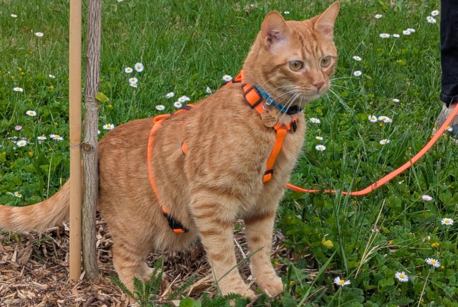 Vermisstmeldung Katze  Männliche , 2 jahre Longeville-sur-Mer Frankreich