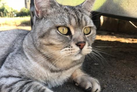 Vermisstmeldung Katze Männliche , 11 jahre Floing Frankreich Vermisstmeldung Katze Männliche , 11 jahre Floing Frankreich