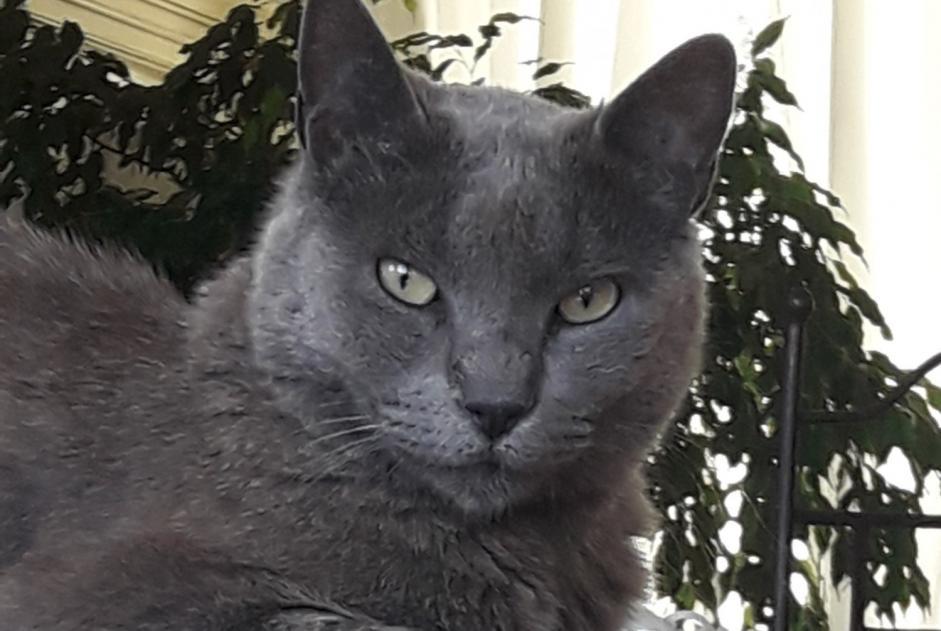 Vermisstmeldung Katze Weiblich , 11 jahre L'Escarène Frankreich Vermisstmeldung Katze Weiblich , 11 jahre L'Escarène Frankreich