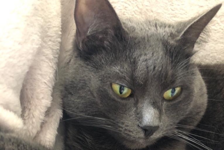 Vermisstmeldung Katze Weiblich , 5 jahre Auderghem Belgien Vermisstmeldung Katze Weiblich , 5 jahre Auderghem Belgien