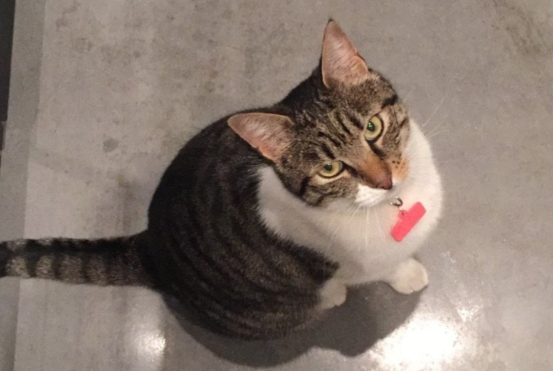 Vermisstmeldung Katze Weiblich , 10 jahre Roma Italien Vermisstmeldung Katze Weiblich , 10 jahre Roma Italien