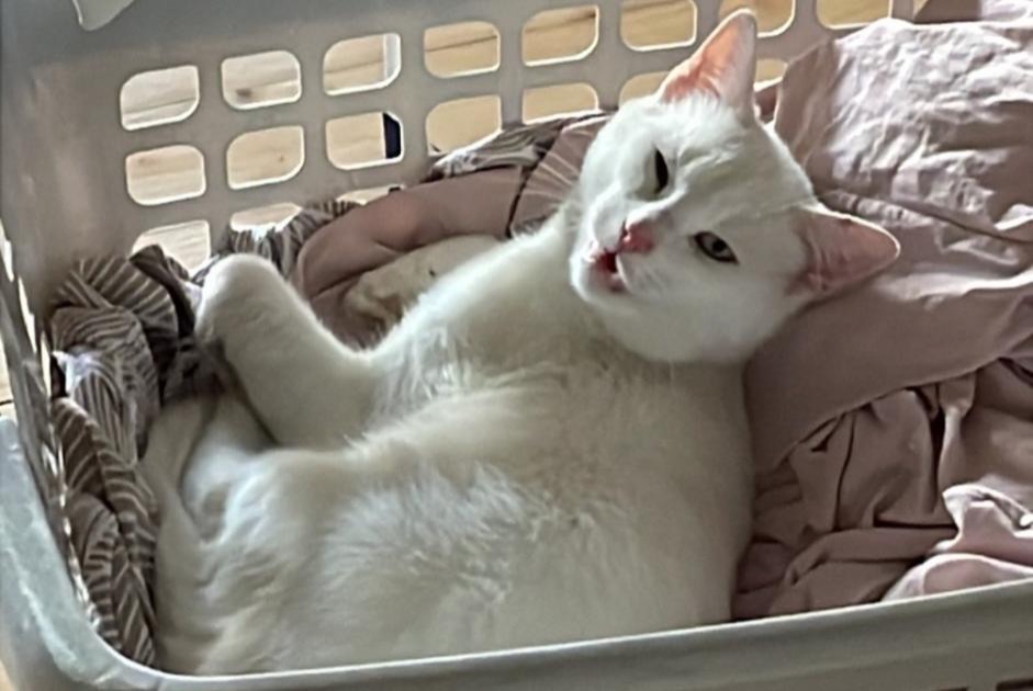 Vermisstmeldung Katze Männliche , 2 jahre Vuadens Schweiz Vermisstmeldung Katze Männliche , 2 jahre Vuadens Schweiz