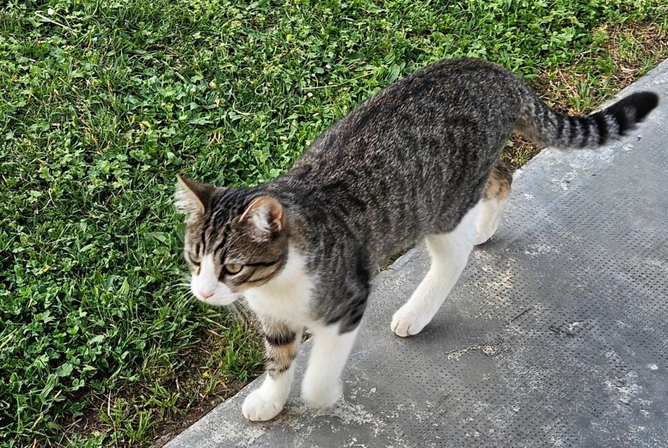 Vermisstmeldung Katze Männliche , 1 jahre Saint-Alban Frankreich Vermisstmeldung Katze Männliche , 1 jahre Saint-Alban Frankreich