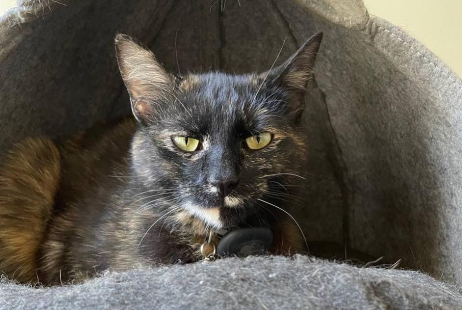 Vermisstmeldung Katze Weiblich , 2 jahre Zürich Schweiz Vermisstmeldung Katze Weiblich , 2 jahre Zürich Schweiz
