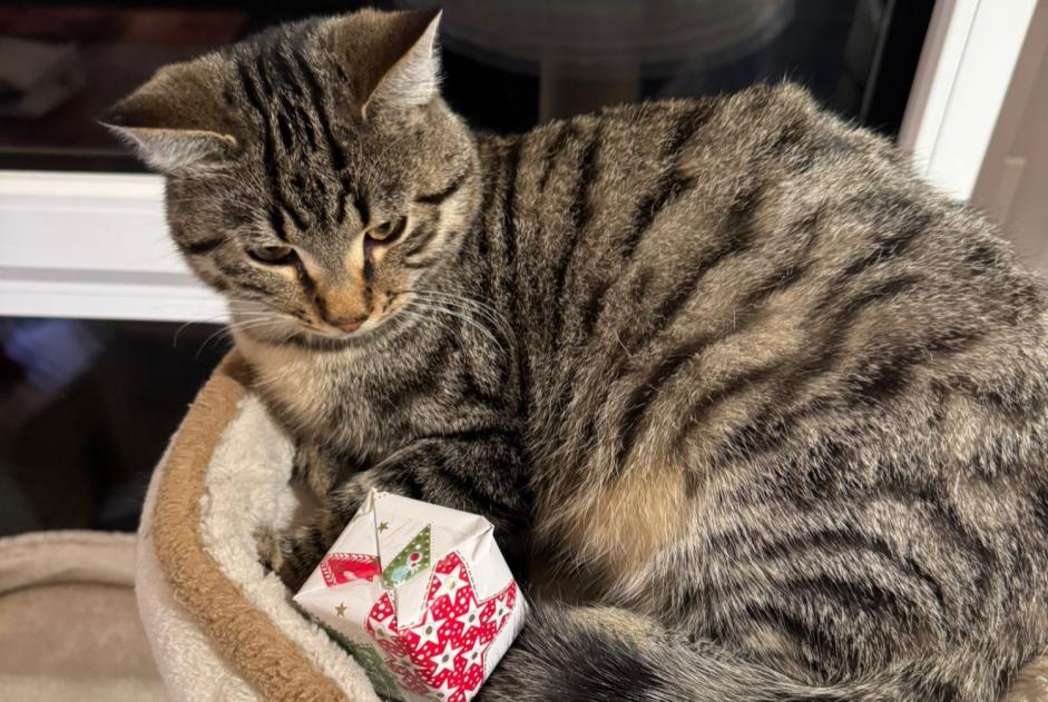 Vermisstmeldung Katze rassenmischung Männliche , 1 jahre Bercher Schweiz Vermisstmeldung Katze rassenmischung Männliche , 1 jahre Bercher Schweiz