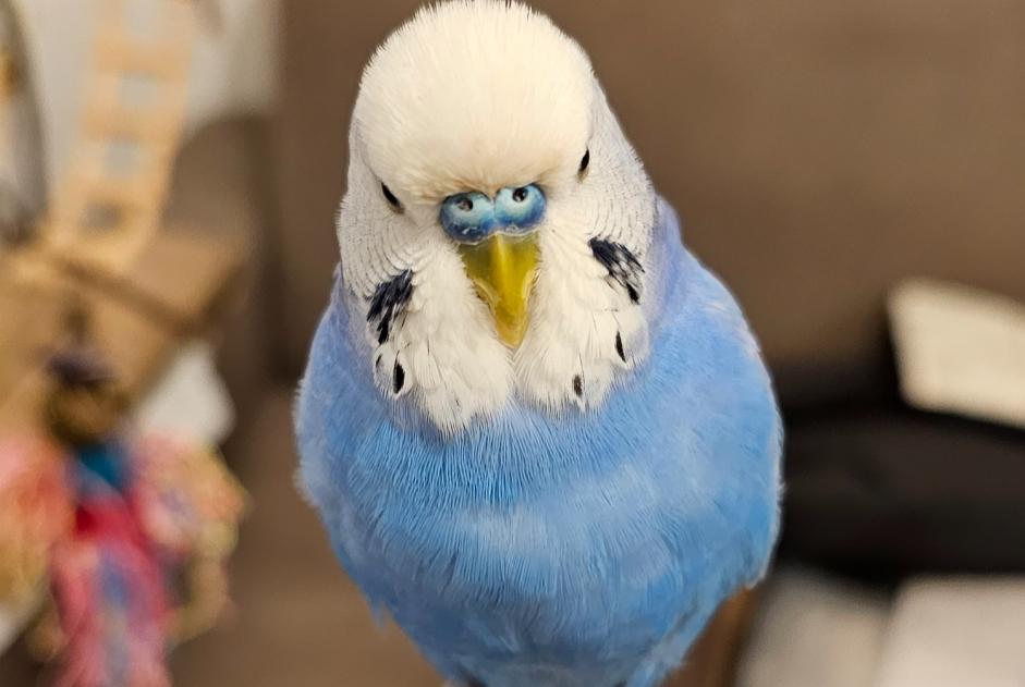 Vermisstmeldung Vogel Männliche , 2025 jahre Pontasserchio Italien