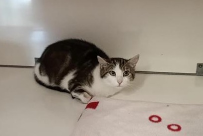 Discovery alert Cat Female Visseiche France