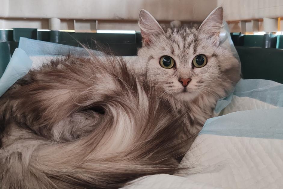 Discovery alert Cat miscegenation Female , 2 years Saint-Germain-en-Laye France
