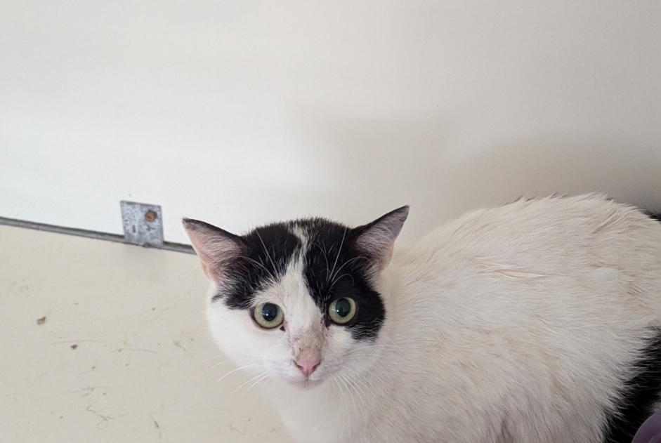 Discovery alert Cat Female Vitré France Discovery alert Cat Female Vitré France