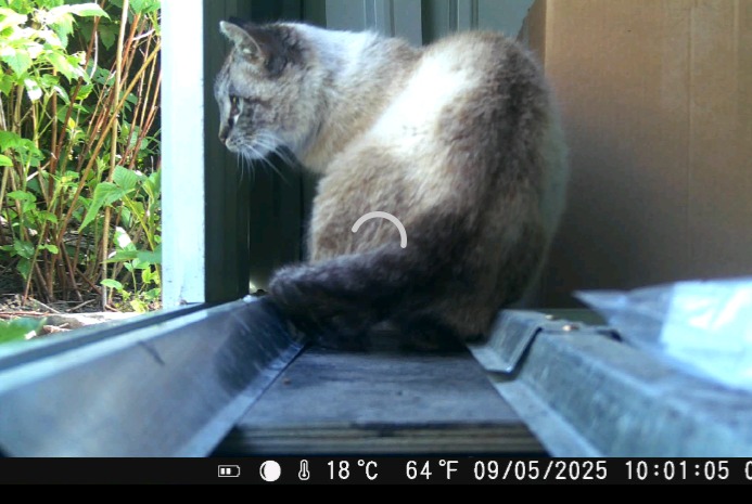 Discovery alert Cat miscegenation Unknown Péruwelz Belgium Discovery alert Cat miscegenation Unknown Péruwelz Belgium
