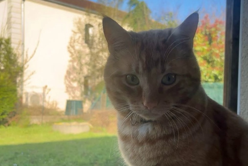 Disappearance alert Cat miscegenation Male , 2 years Mondelange France