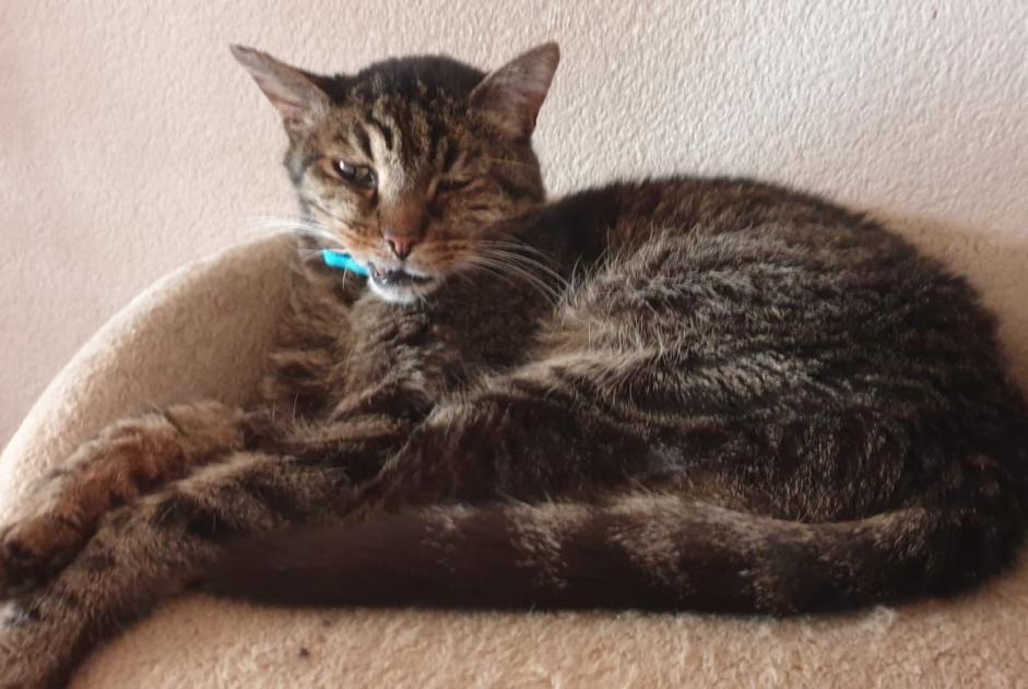 Disappearance alert Cat Male , 14 years Bramois Switzerland Disappearance alert Cat Male , 14 years Bramois Switzerland
