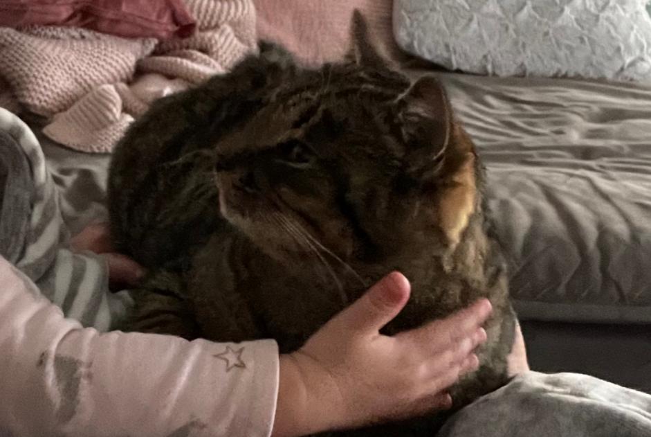 Disappearance alert Cat Female , 3 years Valbirse Switzerland Disappearance alert Cat Female , 3 years Valbirse Switzerland