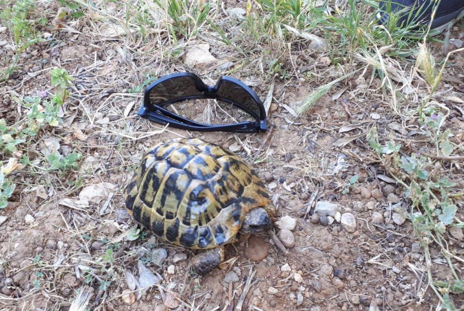 Disappearance alert Tortoise Male , 2025 years Mougins France Disappearance alert Tortoise Male , 2025 years Mougins France