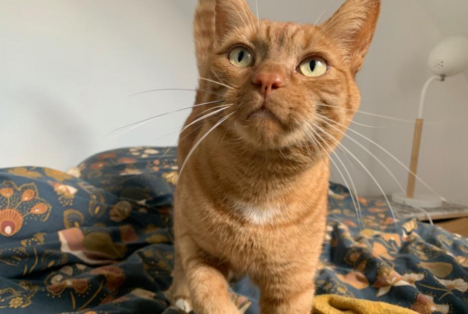 Alerta de Desaparición Gato cruce Macho , 7 años Orée d'Anjou Francia