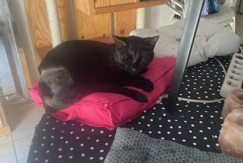 Alerta de Desaparición Gato Macho , 2 años Corcoué-sur-Logne Francia