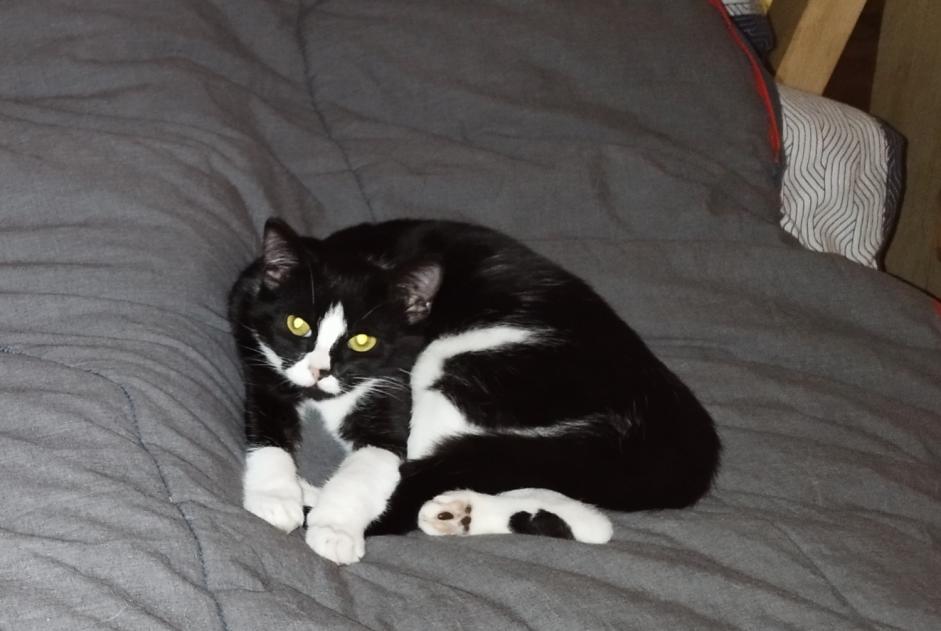 Alerta de Desaparición Gato Hembra , 2 años Blois Francia