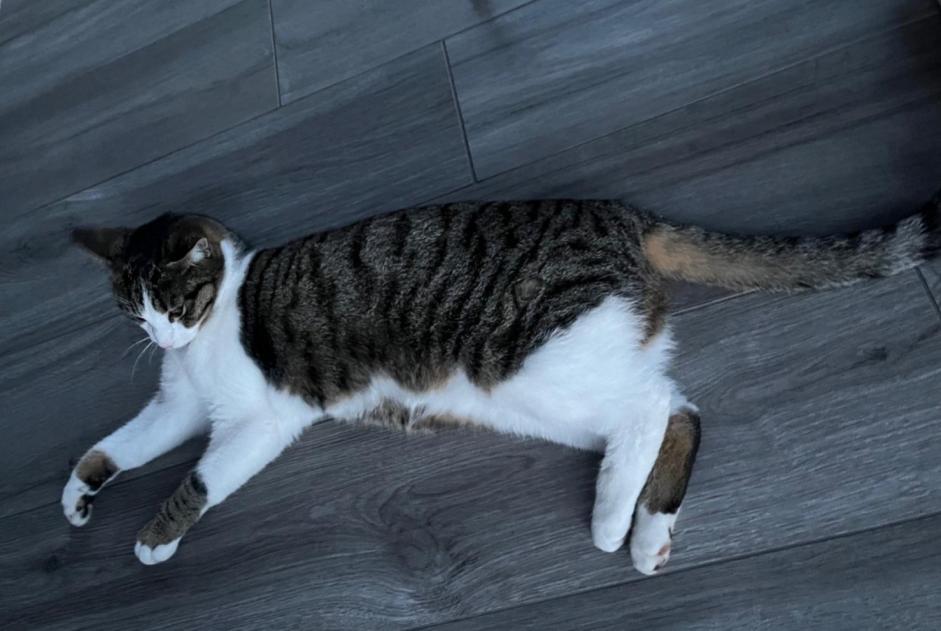 Alerta de Desaparición Gato  Macho , 1 años Echandens Suiza