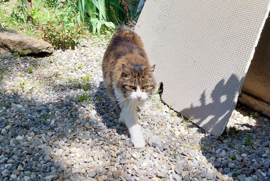 Alerta de Desaparición Gato Macho , 15 años Vevey Suiza