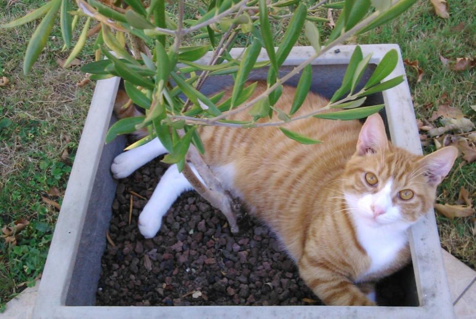 Alerta de Desaparición Gato Macho , 11 años La Roche-sur-Yon Francia Alerta de Desaparición Gato Macho , 11 años La Roche-sur-Yon Francia