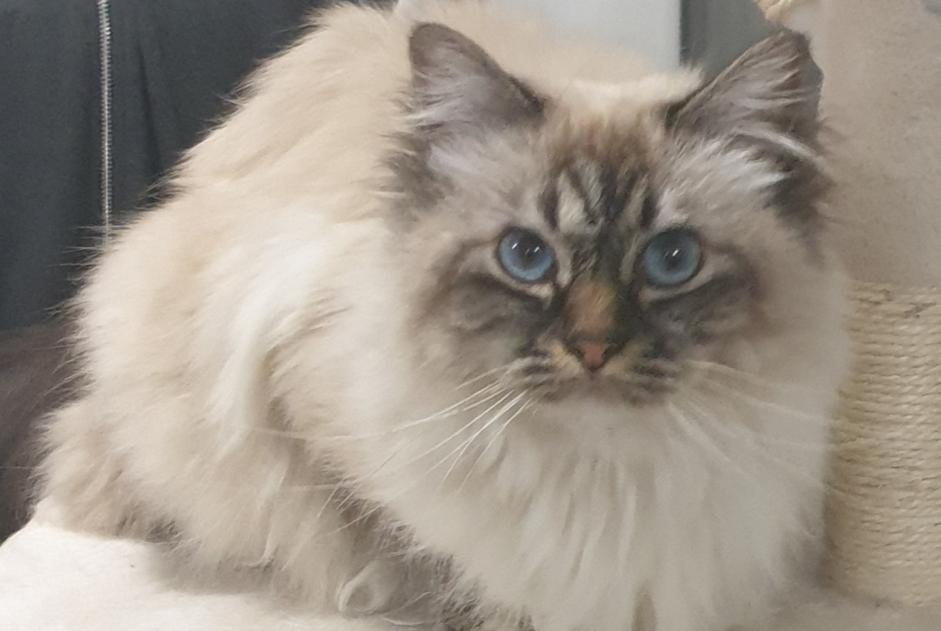 Alerta de Desaparición Gato Hembra , 9 años Bordeaux Francia Alerta de Desaparición Gato Hembra , 9 años Bordeaux Francia