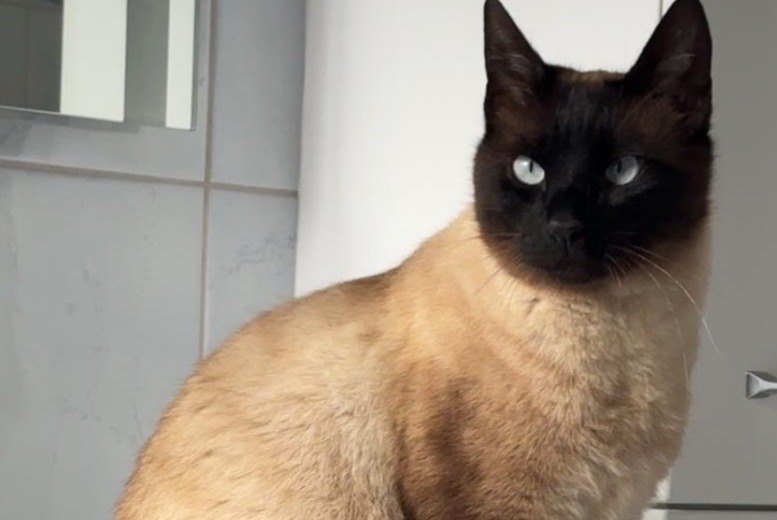 Alerta de Desaparición Gato Macho , 3 años Châtonnaye Suiza Alerta de Desaparición Gato Macho , 3 años Châtonnaye Suiza