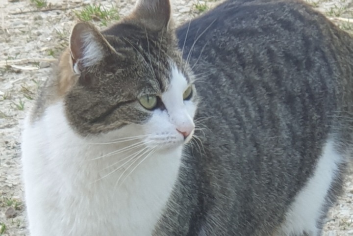 Alerta de Desaparición Gato Hembra , 5 años Gainneville Francia Alerta de Desaparición Gato Hembra , 5 años Gainneville Francia