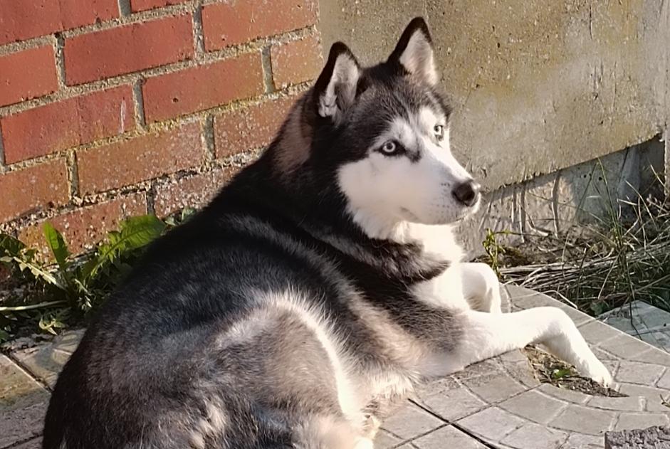 Alerta de Desaparición Perro Macho , 10 años Colfontaine Bélgica Alerta de Desaparición Perro Macho , 10 años Colfontaine Bélgica