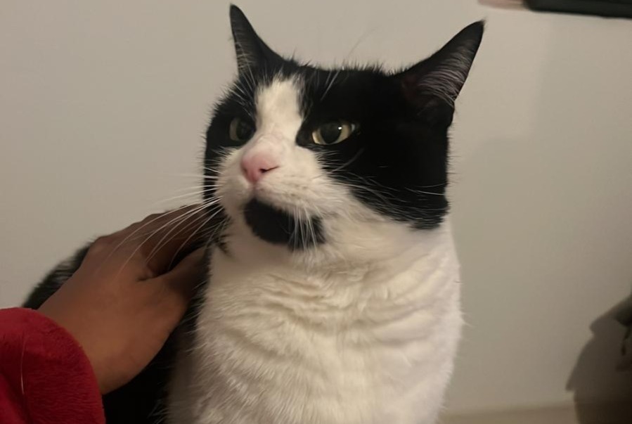 Alerte Disparition Chat Femelle , 7 ans Villaz Suisse