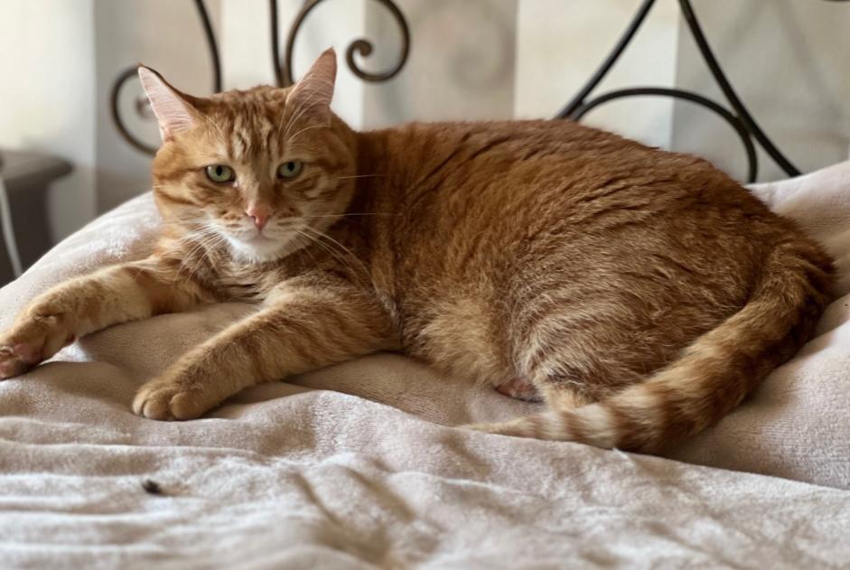 Alerte Disparition Chat  Mâle , 3 ans Sanremo Italie