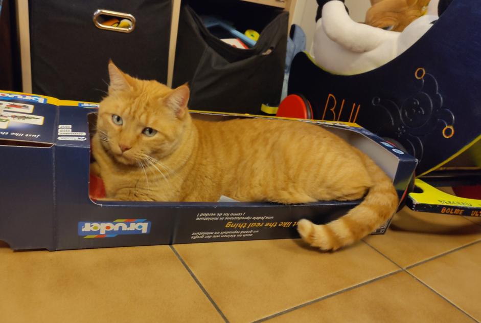 Alerte Disparition Chat Mâle , 8 ans Satigny Suisse