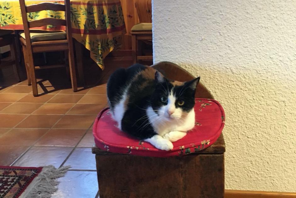 Alerte Disparition Chat Femelle , 12 ans Morges Suisse