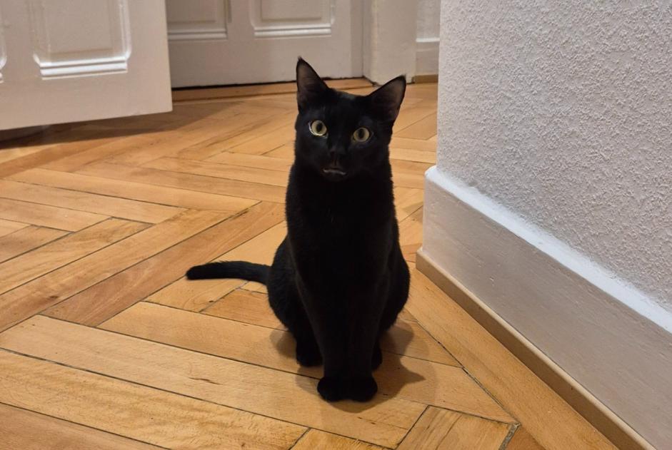 Alerte Disparition Chat  Mâle , 1 ans Genève Suisse