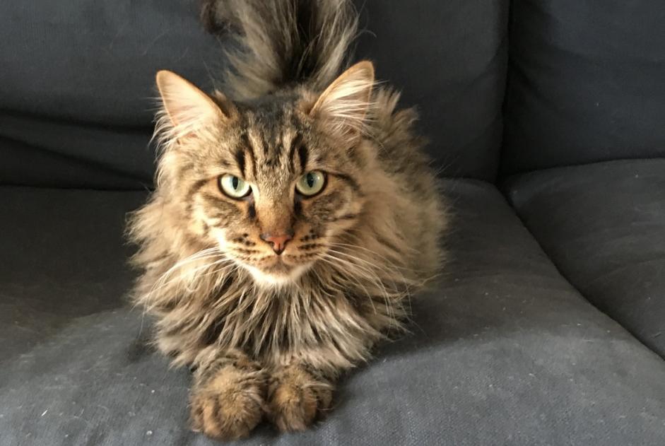 Alerte Disparition Chat croisement Mâle , 6 ans Lucé France