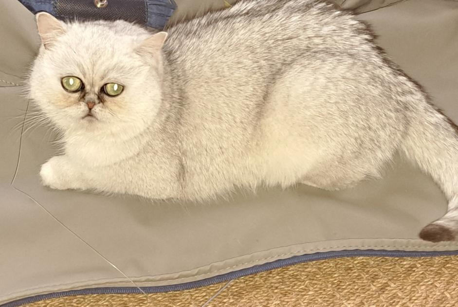 Alerte Disparition Chat  Femelle , 2 ans Courtepin Suisse