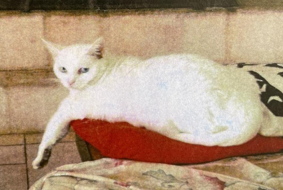 Alerte Disparition Chat Femelle , 7 ans Saint-Cézaire-sur-Siagne France Alerte Disparition Chat Femelle , 7 ans Saint-Cézaire-sur-Siagne France