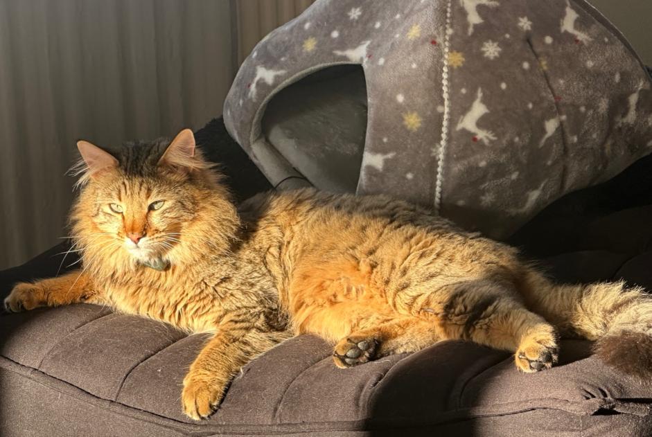 Alerte Disparition Chat Mâle , 3 ans Cheyres-Châbles Suisse Alerte Disparition Chat Mâle , 3 ans Cheyres-Châbles Suisse