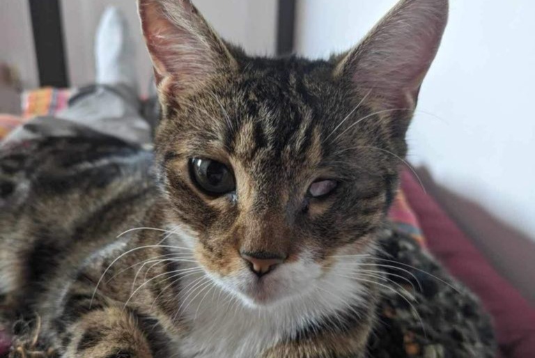 Alerte Disparition Chat Femelle , 3 ans Boulogne-sur-Mer France Alerte Disparition Chat Femelle , 3 ans Boulogne-sur-Mer France