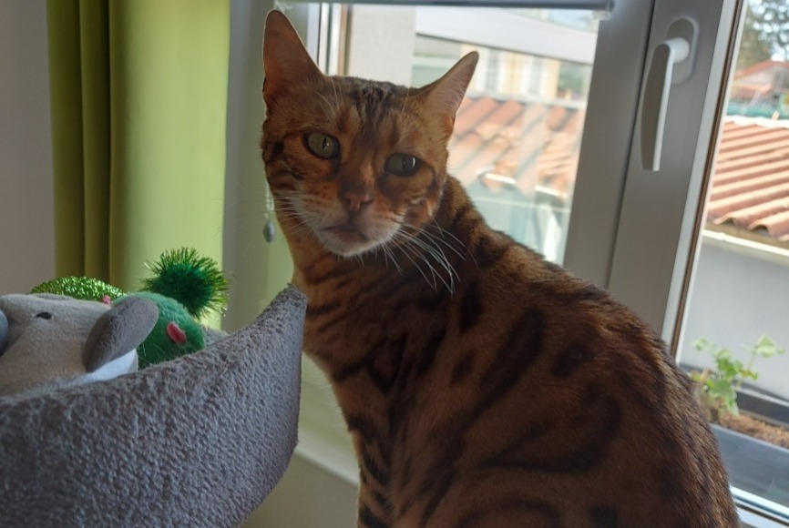 Alerte Disparition Chat Femelle , 3 ans Lunéville France Alerte Disparition Chat Femelle , 3 ans Lunéville France