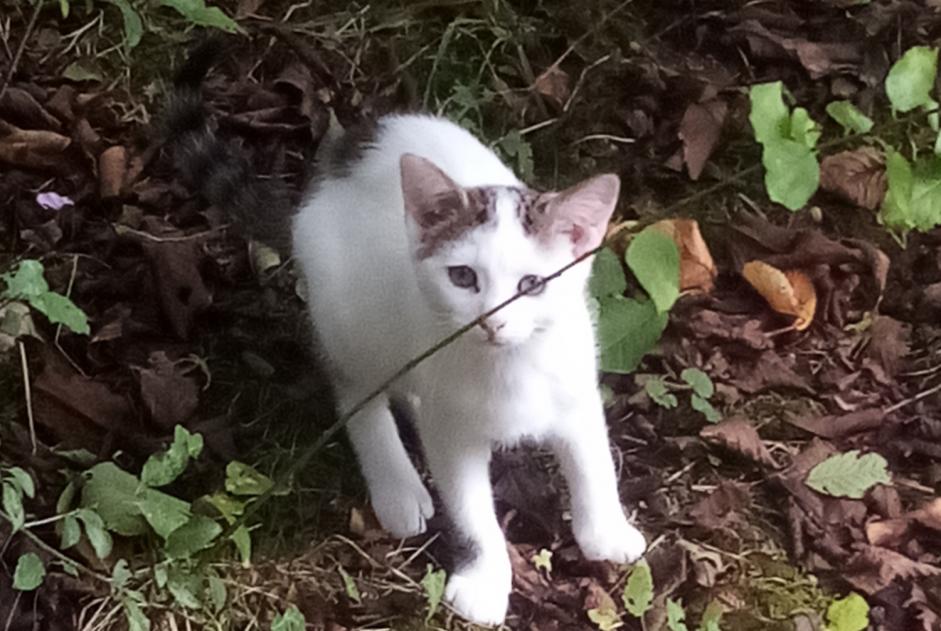 Alerte Disparition Chat Mâle , 1 ans Fontenoy France Alerte Disparition Chat Mâle , 1 ans Fontenoy France