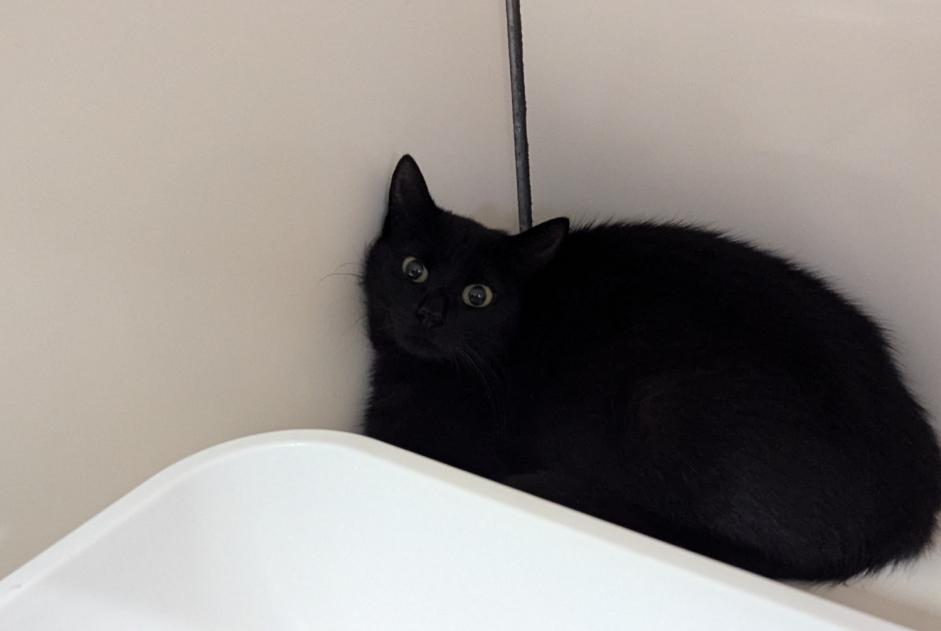 Alerte Découverte Chat Femelle Visseiche France