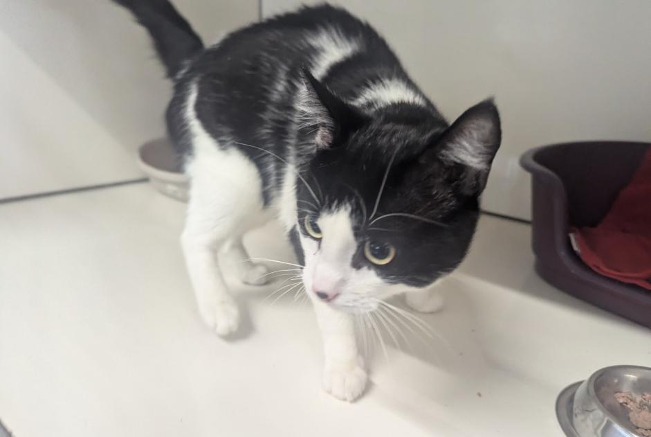Alerte Découverte Chat Mâle Vitré France Alerte Découverte Chat Mâle Vitré France